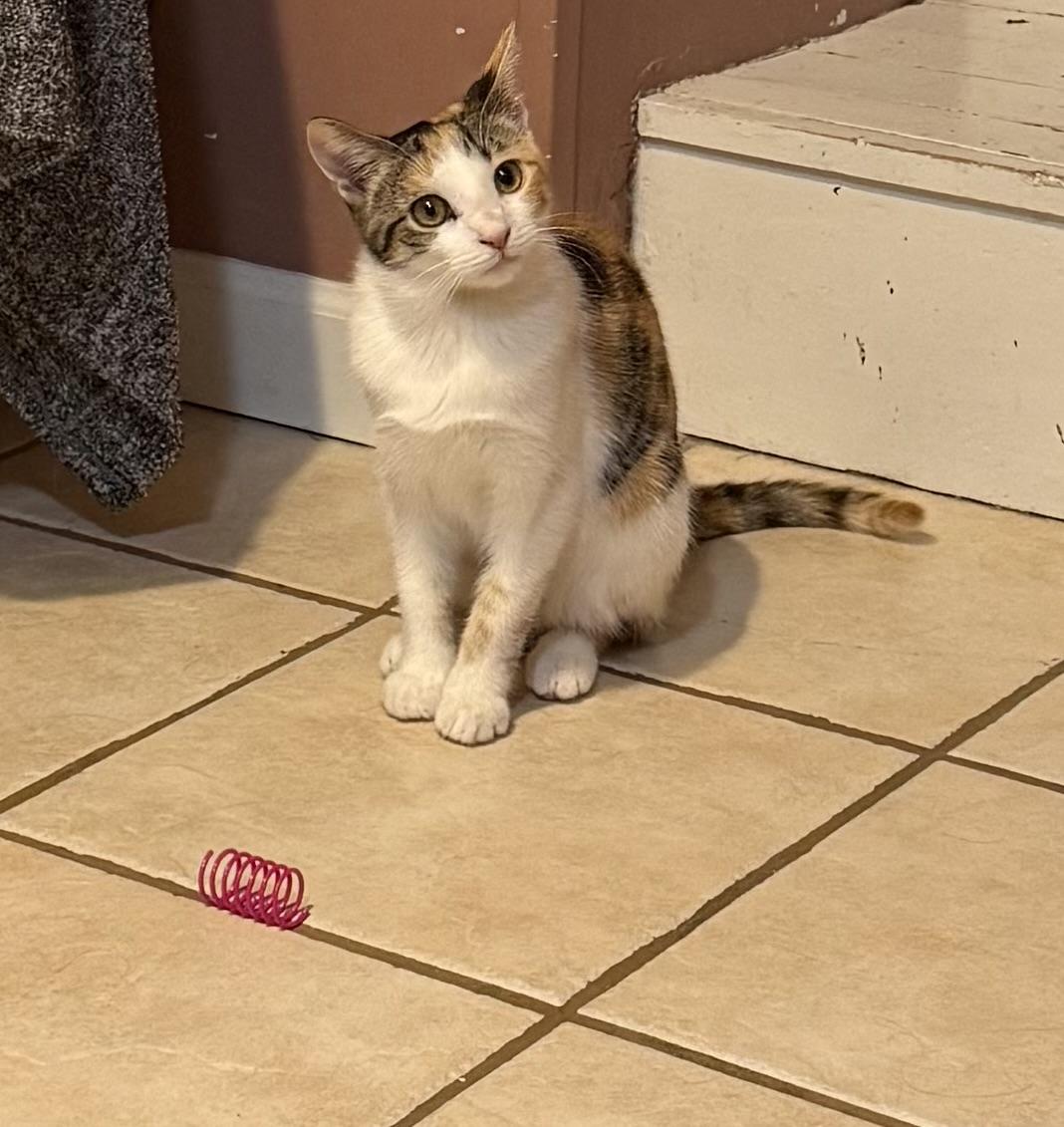 Enlarge Sunflower, a Adopted Domestic Short Hair in Bethel Park, PA image 3/6