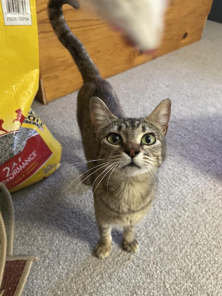 Sophie W - Lost in Care, Adopted, Young Female Domestic Short Hair.