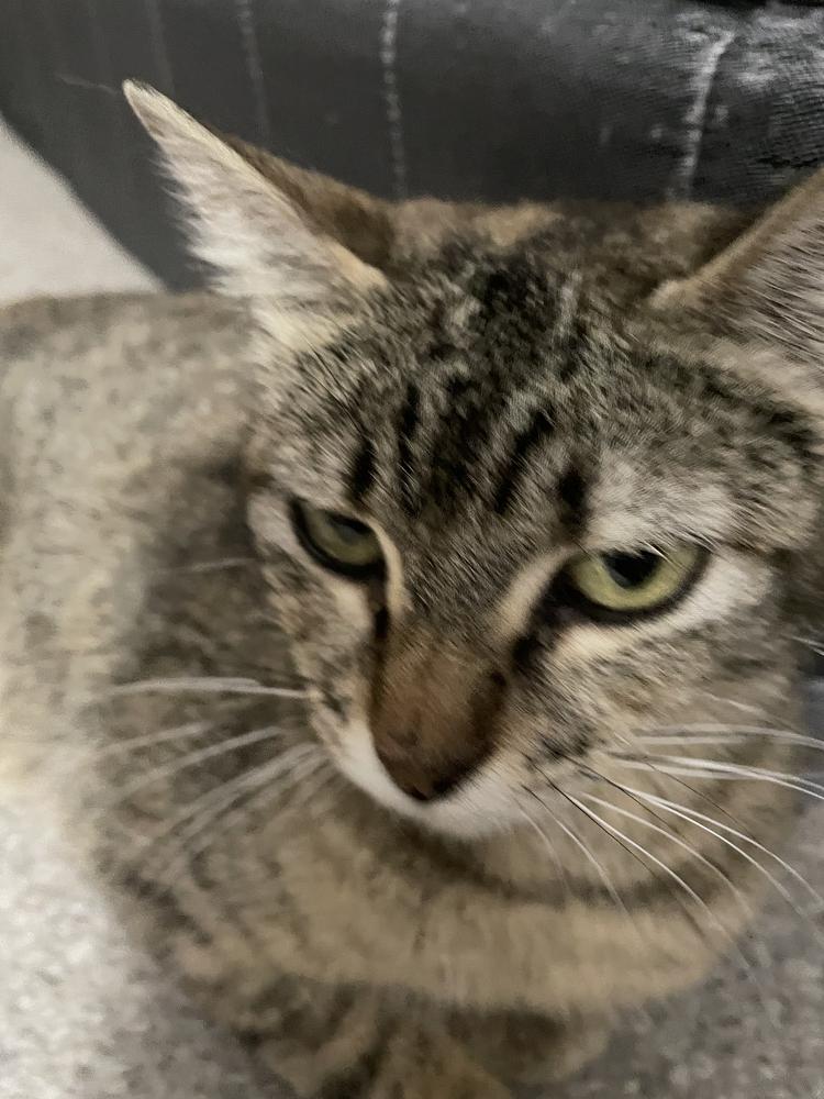 Enlarge Sophie W - Lost in Care, a Adopted mixed breed in Moses Lake, WA image 2/2