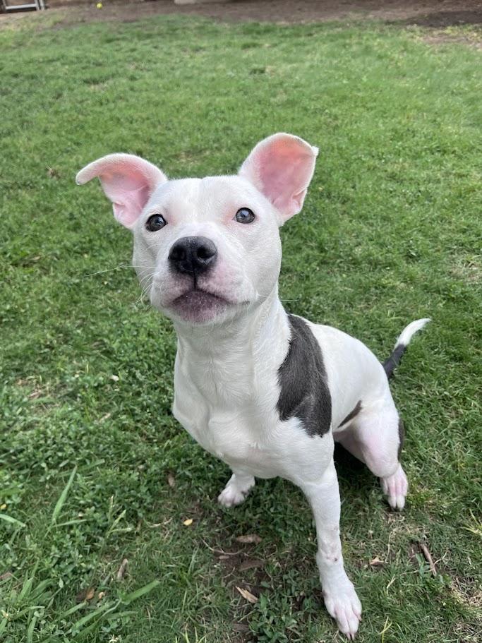 Enlarge Daisy A212938, an adoptable Pit Bull Terrier in Plano, TX image 3/6