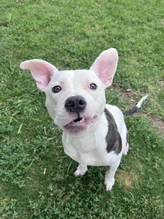 Enlarge Daisy A212938, an adoptable Pit Bull Terrier in Plano, TX image 6/6