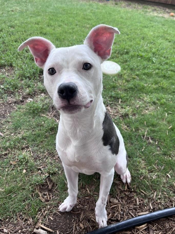 Enlarge Daisy A212938, an adoptable Pit Bull Terrier in Plano, TX image 1/6