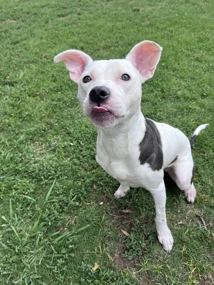 Enlarge Daisy A212938, an adoptable Pit Bull Terrier in Plano, TX image 4/6