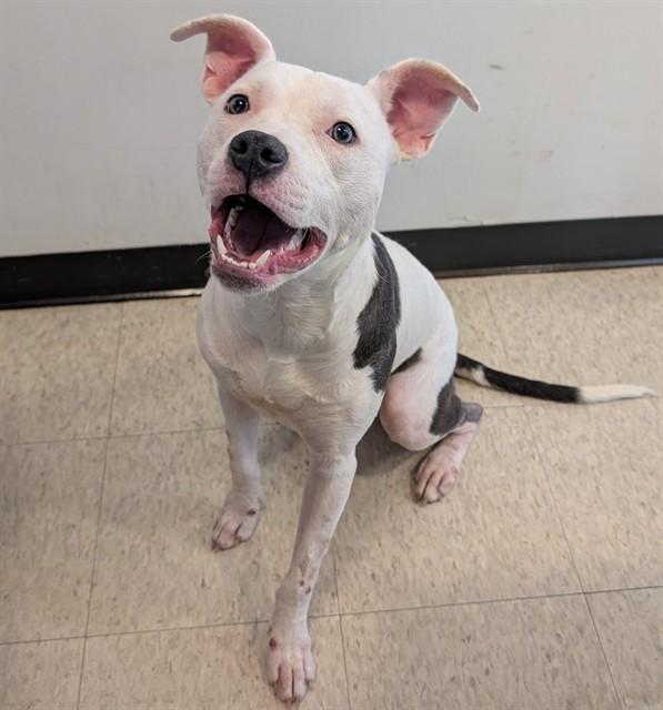 Enlarge Daisy A212938, an adoptable Pit Bull Terrier in Plano, TX image 2/6