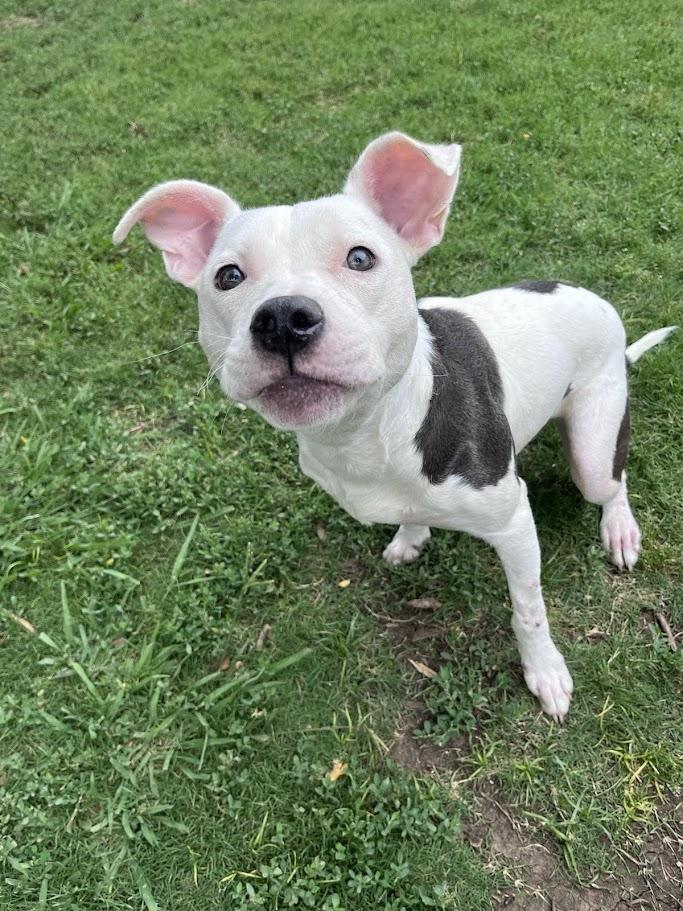 Enlarge Daisy A212938, an adoptable Pit Bull Terrier in Plano, TX image 5/6