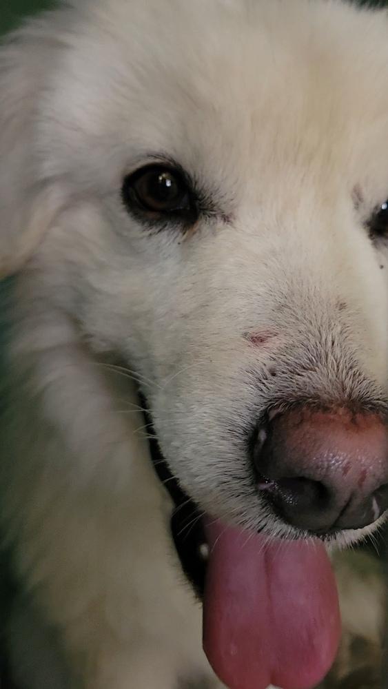 Jasper, Adoptable, Young Male Great Pyrenees.