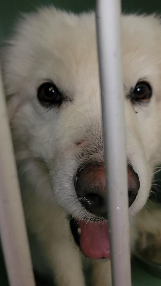 Enlarge Jasper, a Adoptable mixed breed in Cortez, CO image 2/5