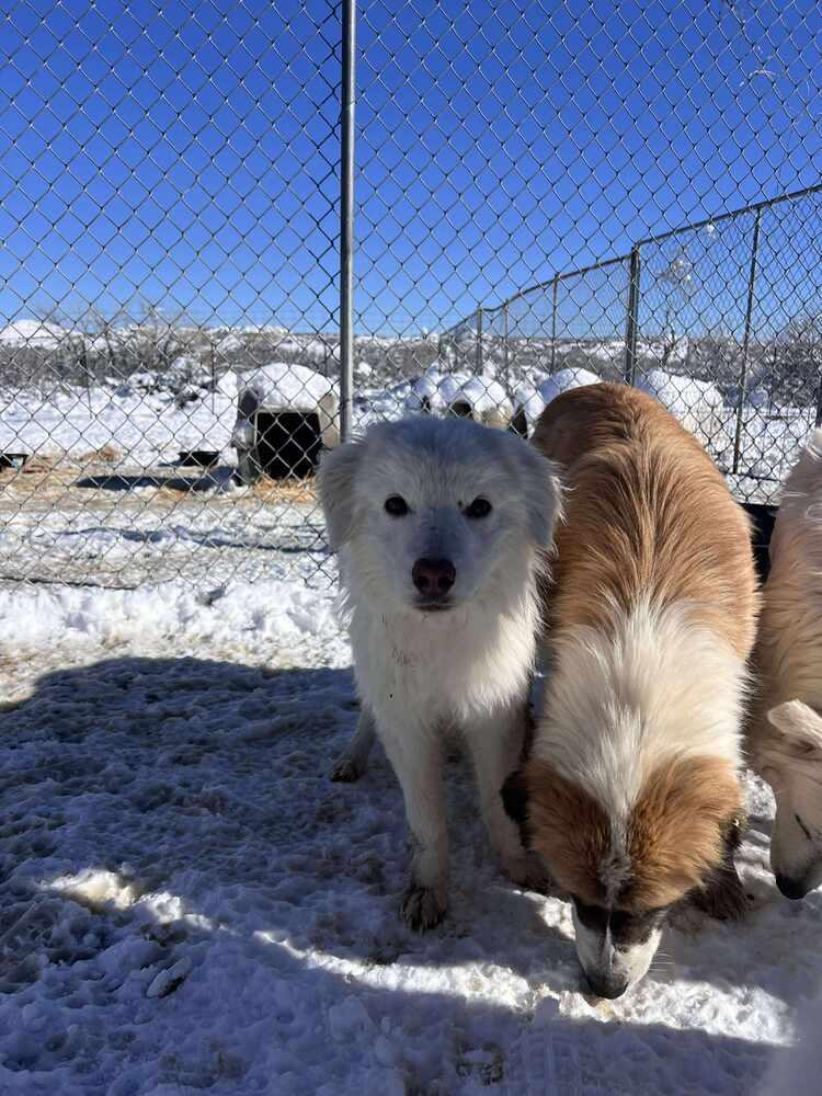 Enlarge Jasper, a Adoptable mixed breed in Cortez, CO image 3/5