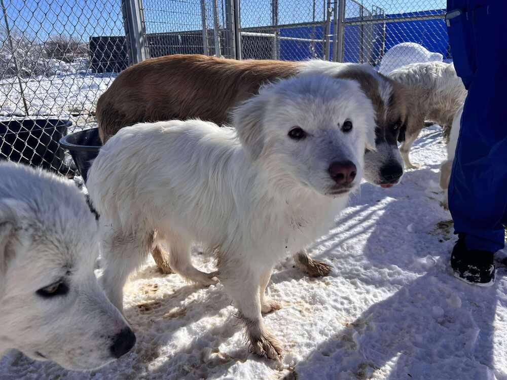 Enlarge Jasper, a Adoptable mixed breed in Cortez, CO image 4/5