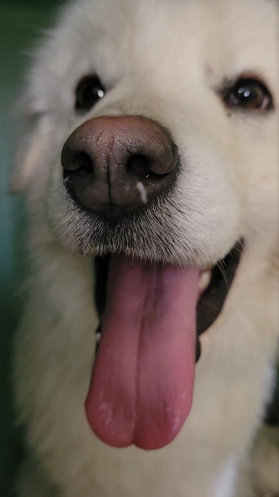 Enlarge Jasper, a Adoptable mixed breed in Cortez, CO image 5/5