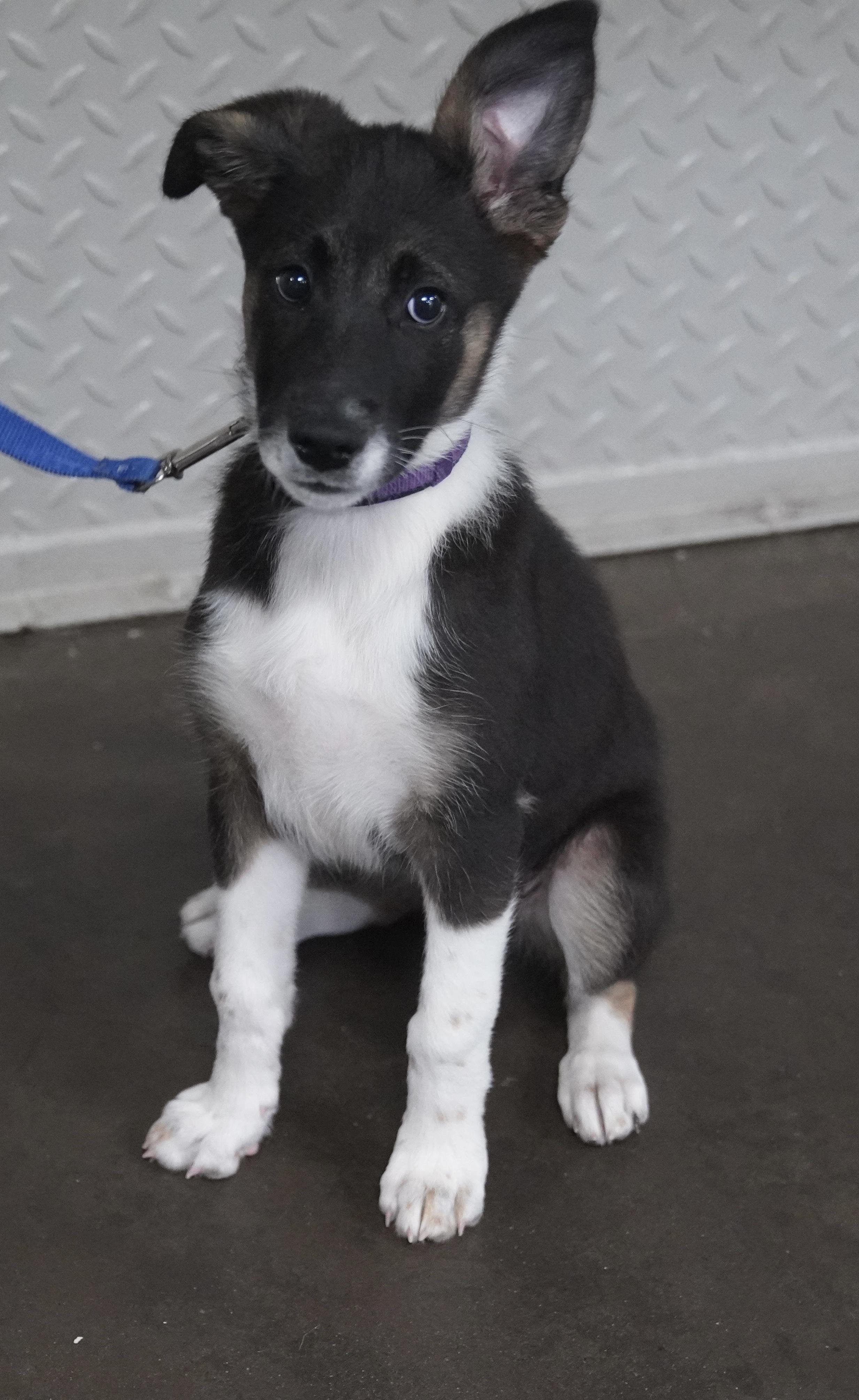 Yori, ADOPTABLE, Puppy Male German Shepherd Dog.