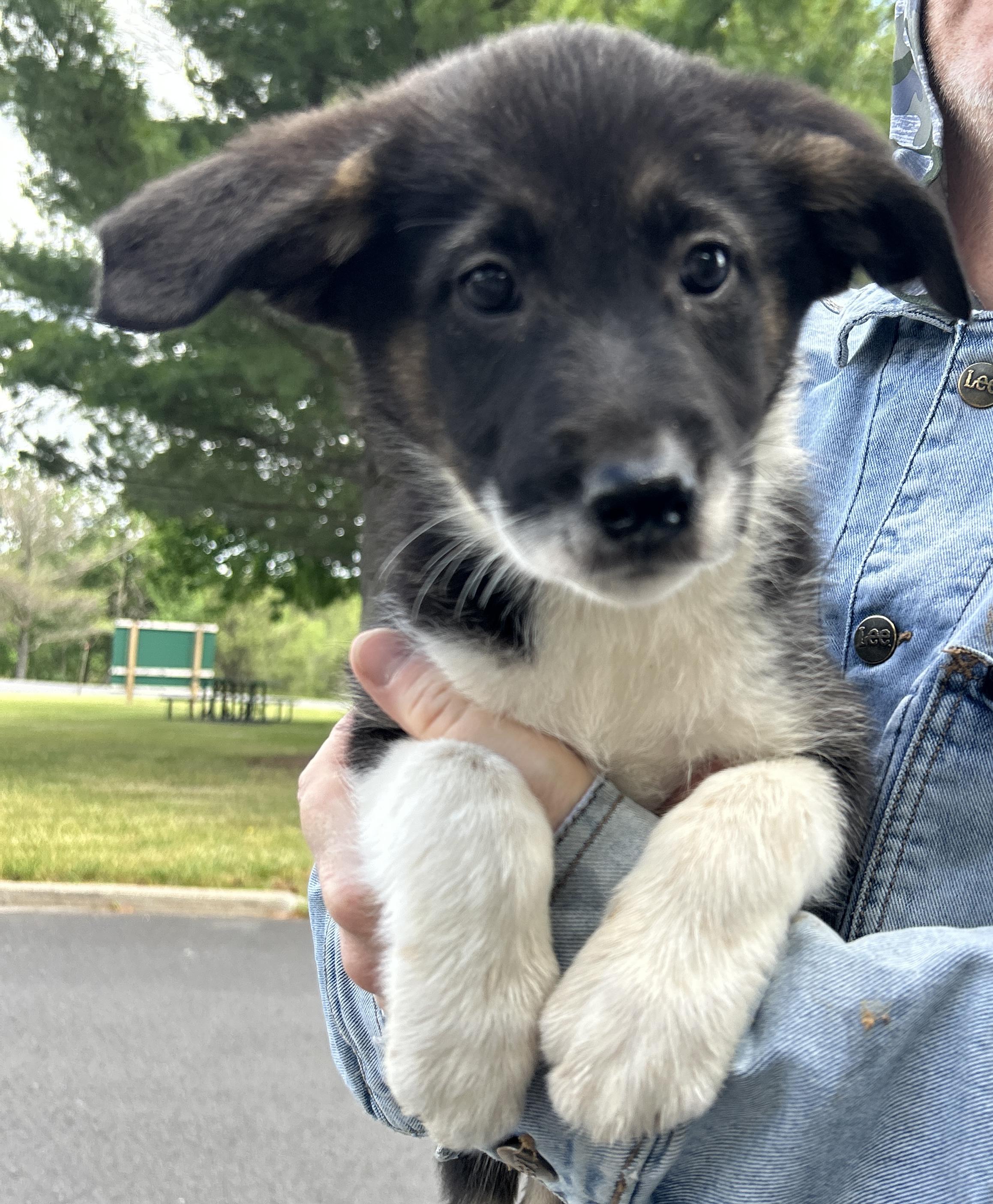 Yori, a ADOPTABLE mixed breed in Pottsville, PA image 3/4