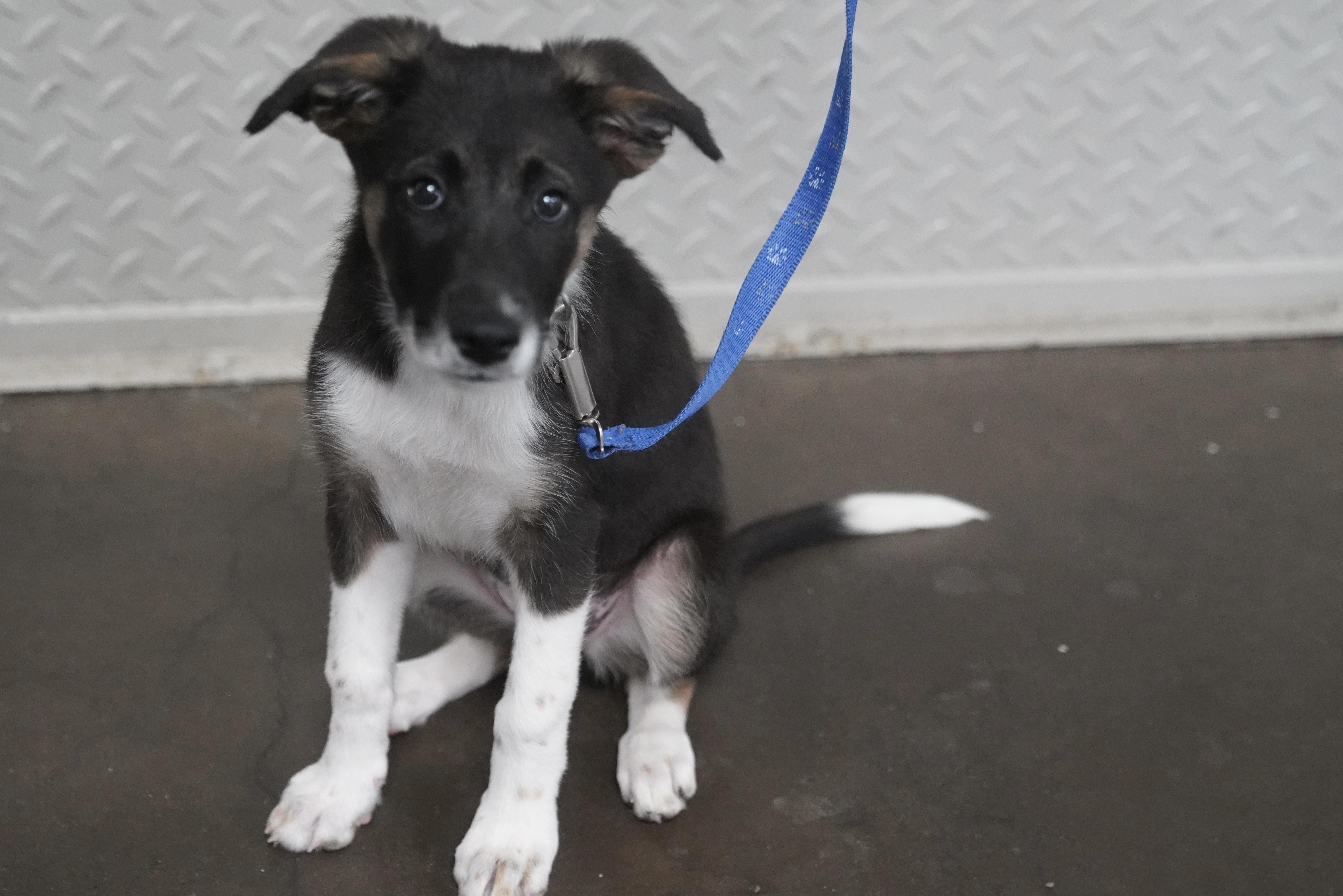 Yori, a ADOPTABLE mixed breed in Pottsville, PA image 4/4