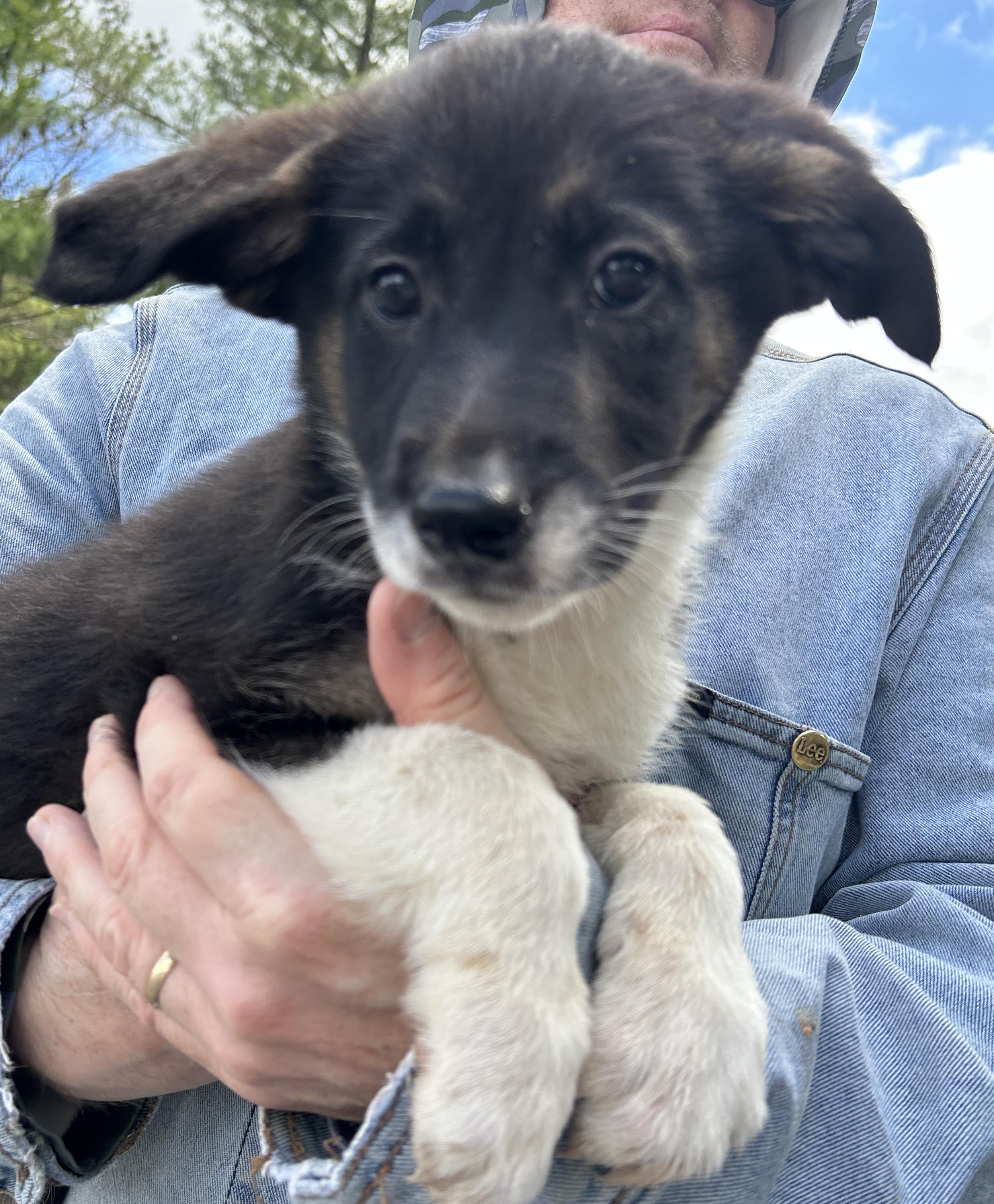 Yori, a ADOPTABLE mixed breed in Pottsville, PA image 2/4