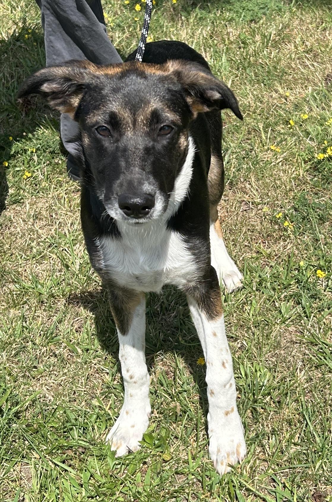Yori, a ADOPTABLE mixed breed in Pottsville, PA image 1/3