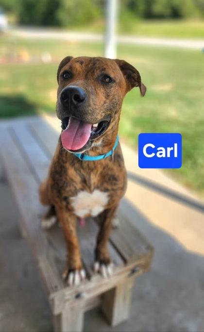Enlarge Carl, a Adoptable mixed breed in Clinton, MO image 1/2