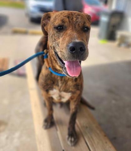 Enlarge Carl, a Adoptable mixed breed in Clinton, MO image 2/2