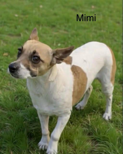 Mimi, ADOPTABLE, Adult Female Rat Terrier.