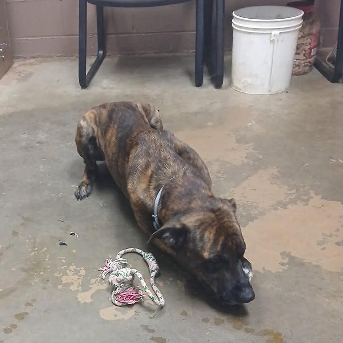 Enlarge 25-162 Available 10-23-25, a Adopted Dutch Shepherd in Carrollton, OH image 2/6