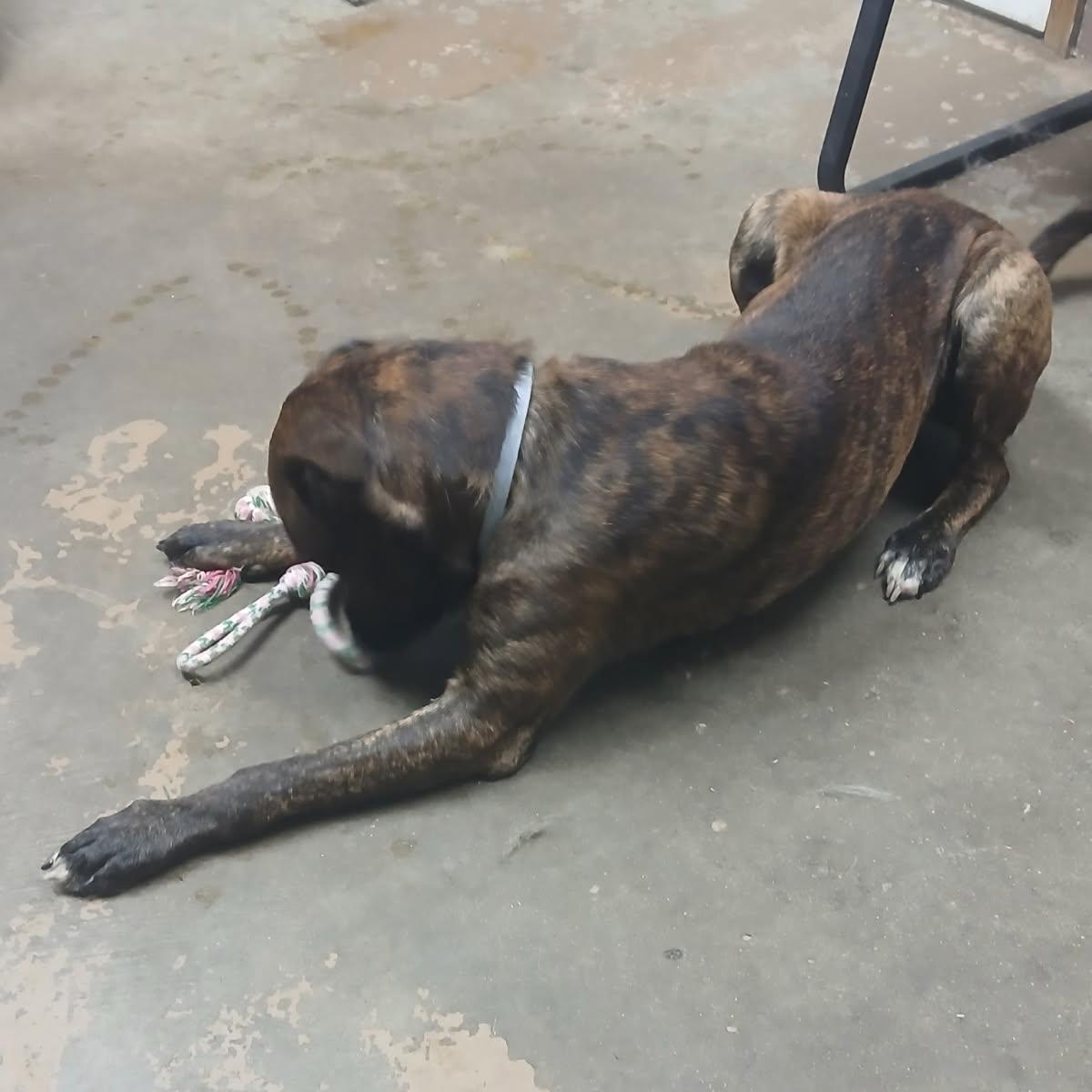Enlarge 25-162 Available 10-23-25, a Adopted Dutch Shepherd in Carrollton, OH image 5/6