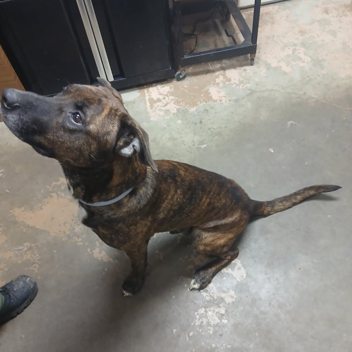 Enlarge 25-162 Available 10-23-25, a Adopted Dutch Shepherd in Carrollton, OH image 4/6
