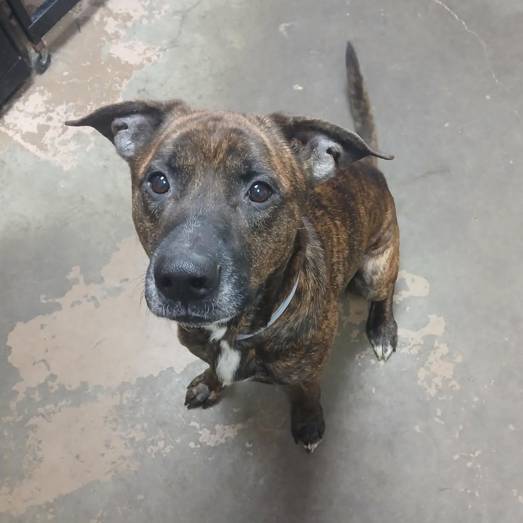 Enlarge 25-162 Available 10-23-25, a Adopted Dutch Shepherd in Carrollton, OH image 1/6