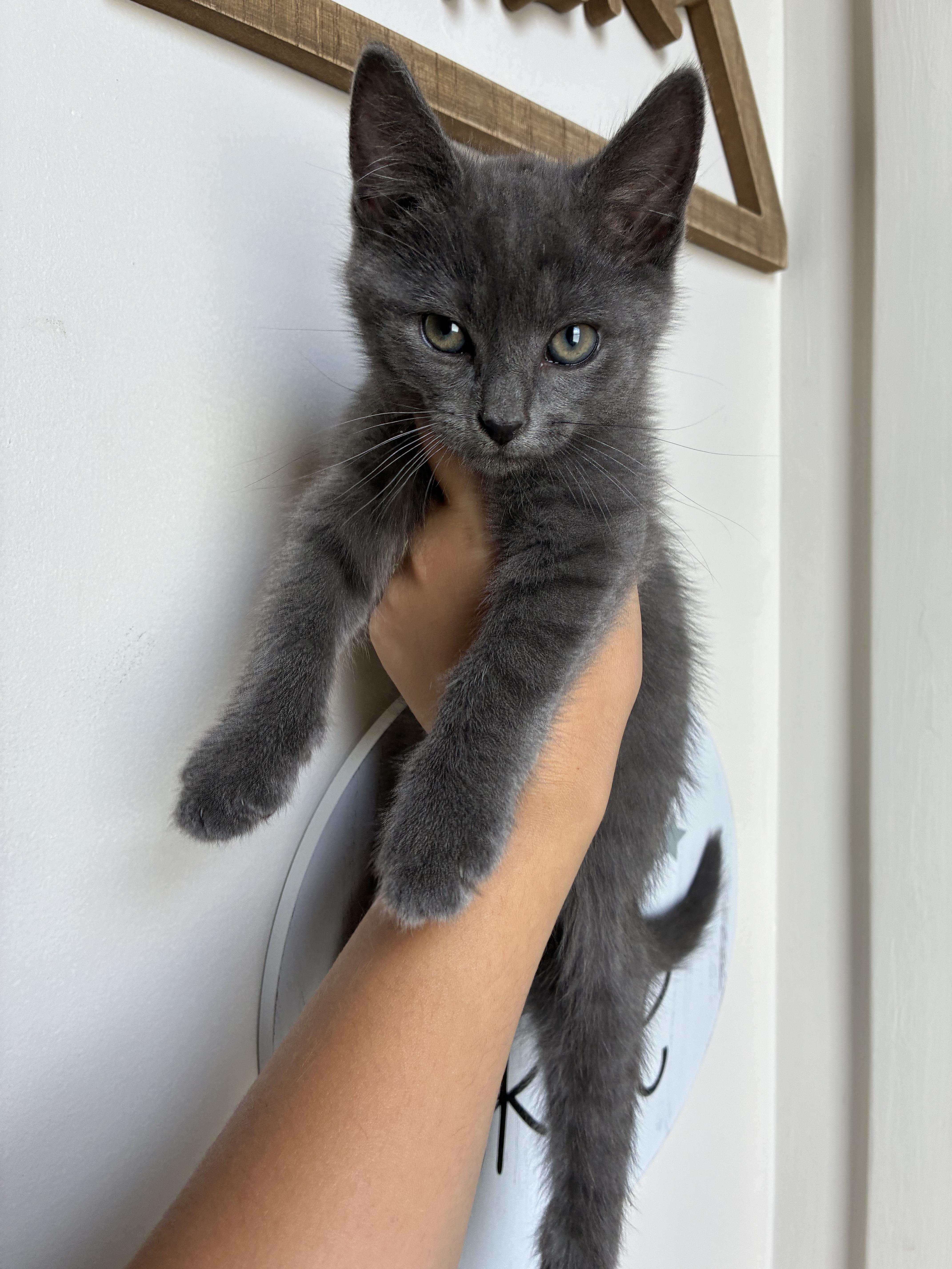 Crabby, an adopted Domestic Short Hair in Columbia, MD image 2/3
