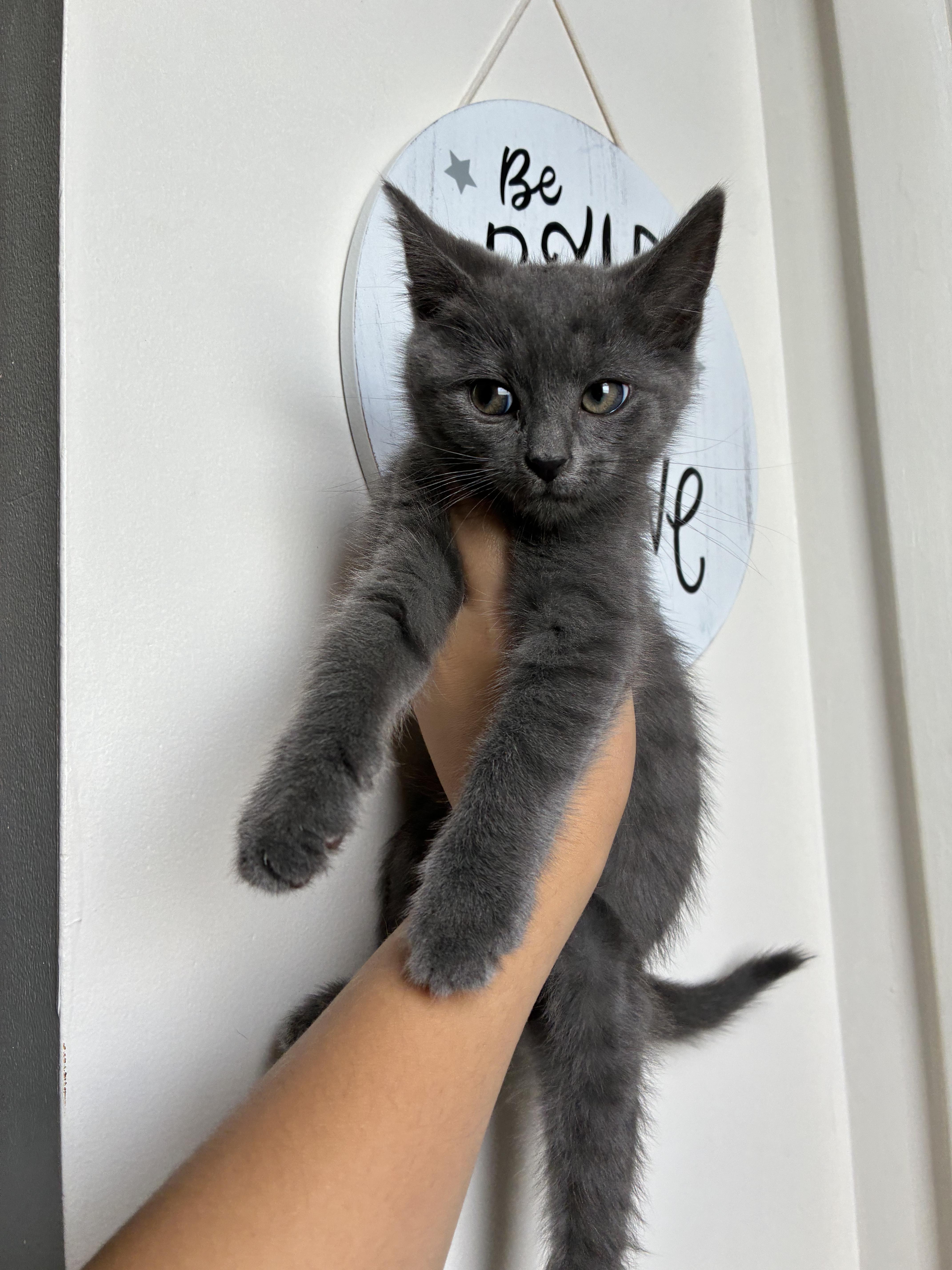 Crabby, an adopted Domestic Short Hair in Columbia, MD image 3/3