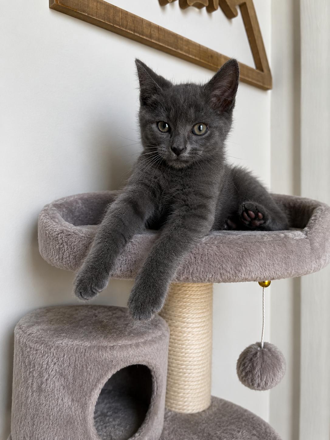 Crabby, an adopted Domestic Short Hair in Columbia, MD image 1/3