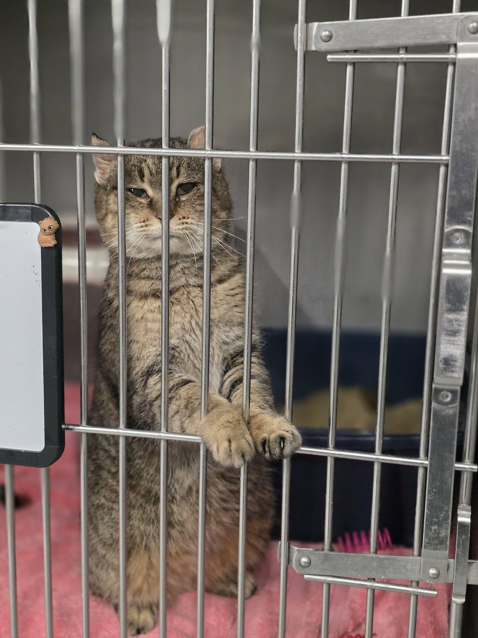 Enlarge Buster, an adopted Domestic Short Hair in Shelby, MI image 1/1