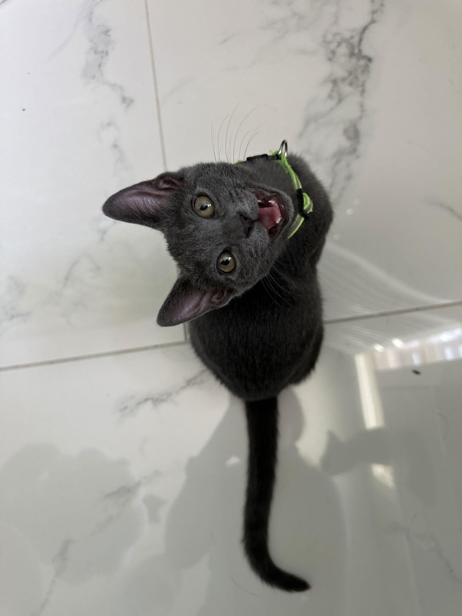 Enlarge Tulip, a Adopted Domestic Short Hair in Frisco, TX image 1/1