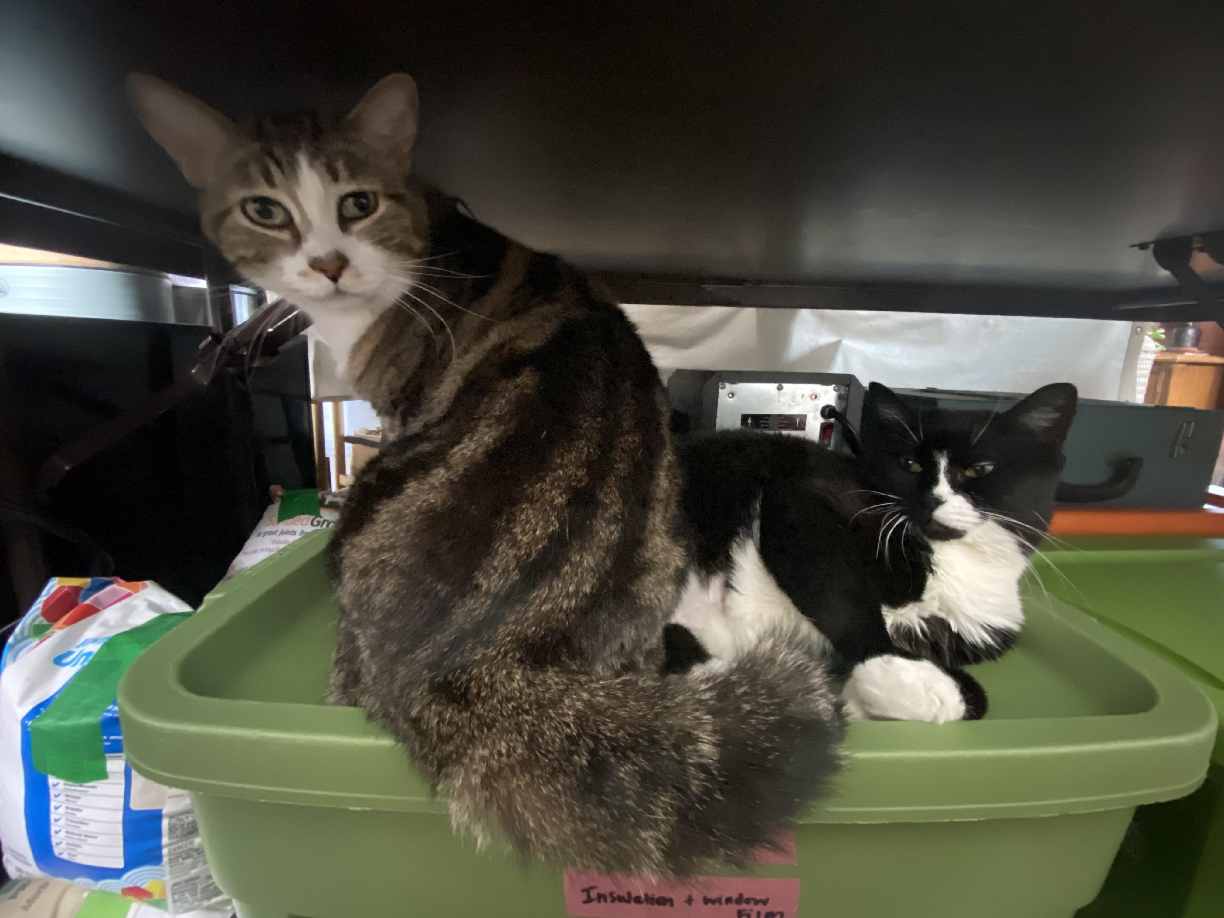 Cassie & Chino, Adult Male Domestic Short Hair