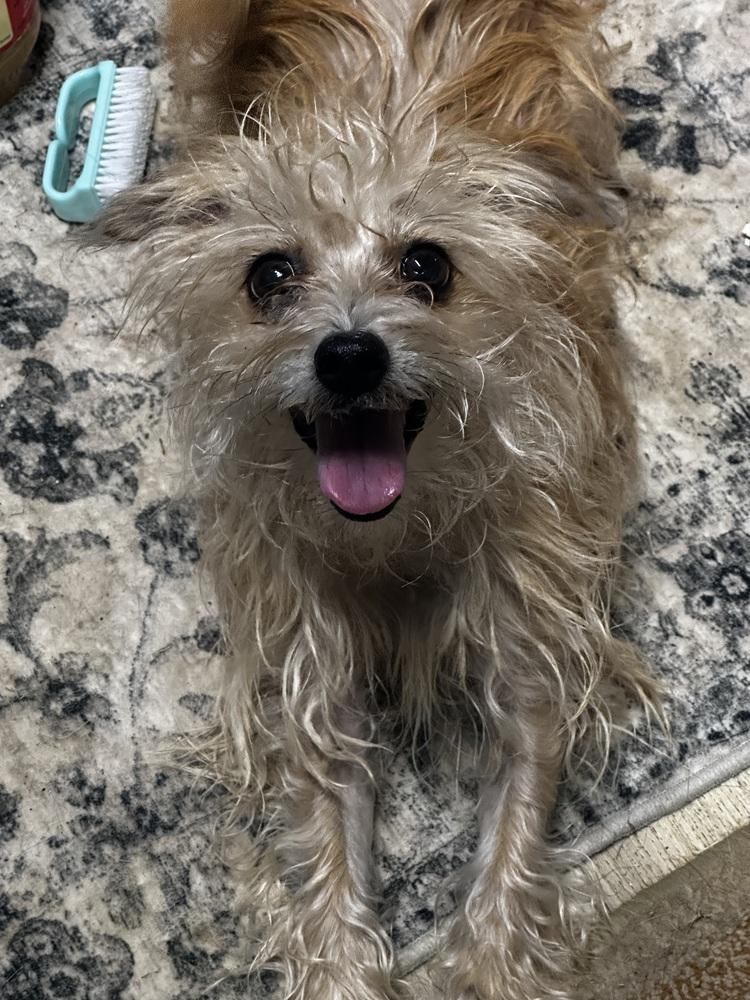 Pretzel — thumbnail 2