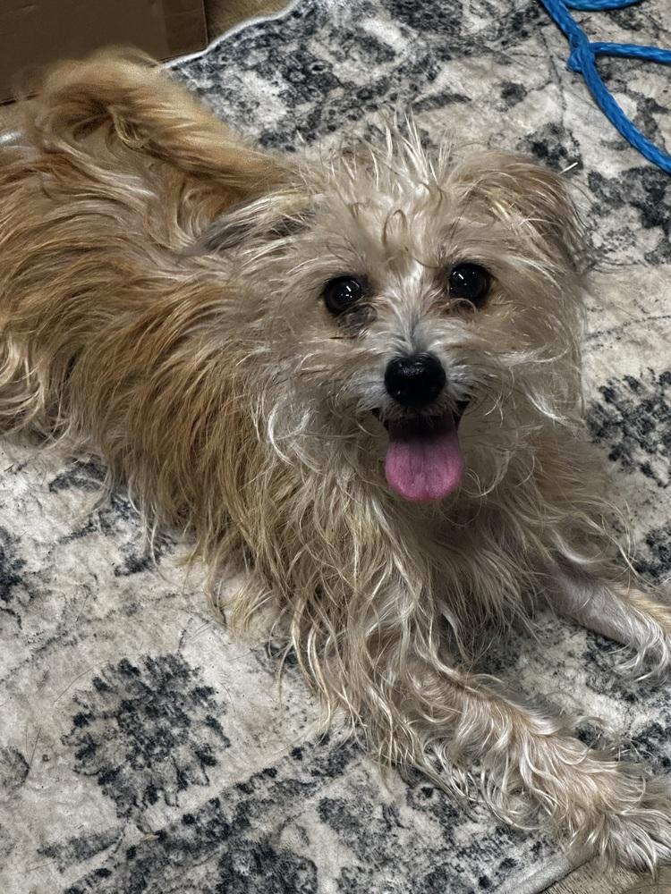 Pretzel — thumbnail 4