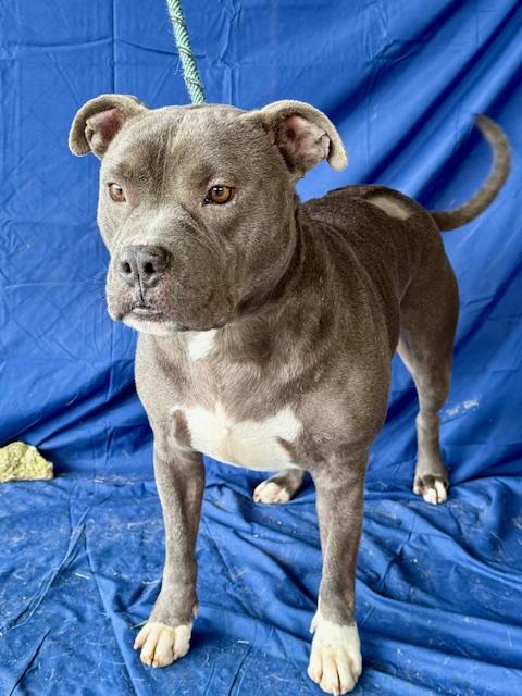 Smokey Beautiful Blue Boy Big Marshmellow of a Boy! .  Foster to Adopt Option Offered!