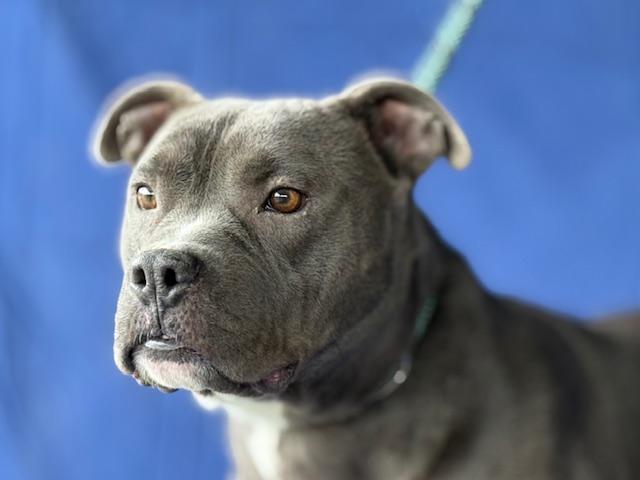 Smokey Beautiful Blue Boy Big Marshmellow of a Boy! .  Foster to Adopt Option Offered!