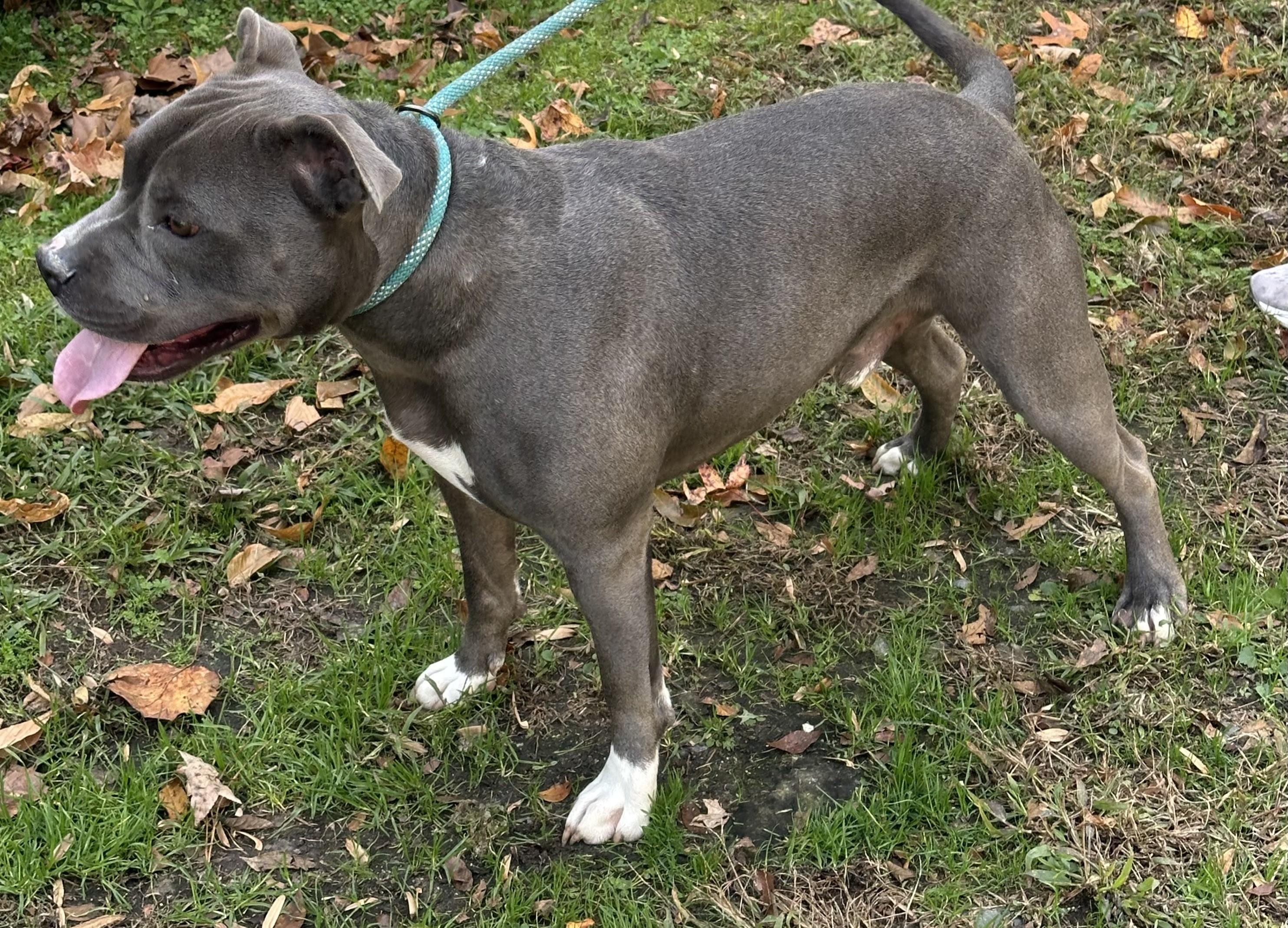 Smokey Beautiful Blue Boy Big Marshmellow of a Boy! .  Foster to Adopt Option Offered!