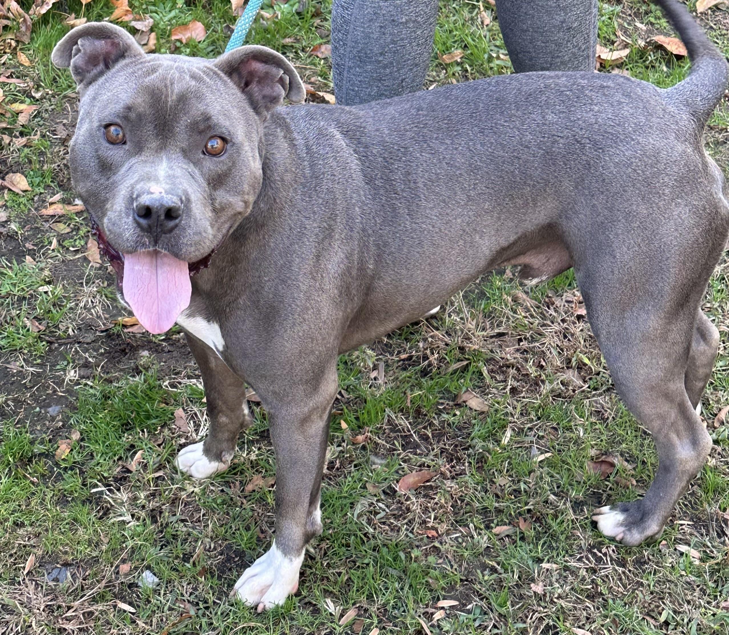 Smokey Beautiful Blue Boy Big Marshmellow of a Boy! .  Foster to Adopt Option Offered!