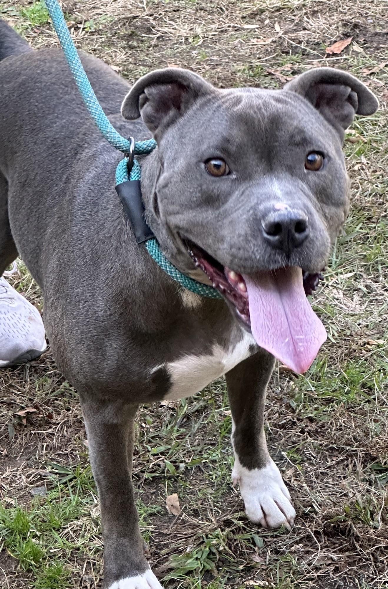 Smokey Beautiful Blue Boy Big Marshmellow of a Boy! .  Foster to Adopt Option Offered!
