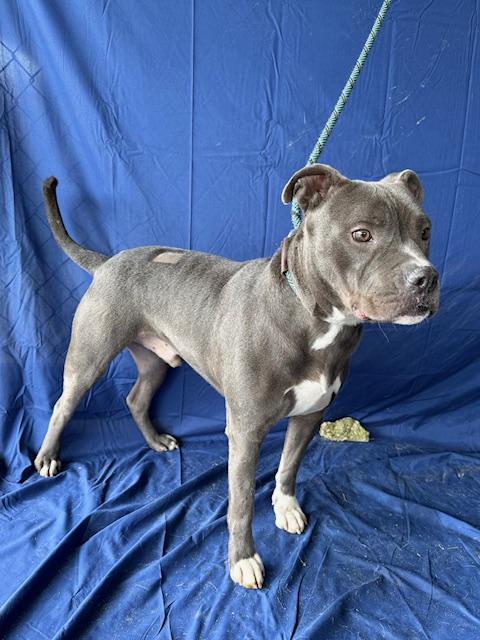 Smokey Beautiful Blue Boy Big Marshmellow of a Boy! .  Foster to Adopt Option Offered!