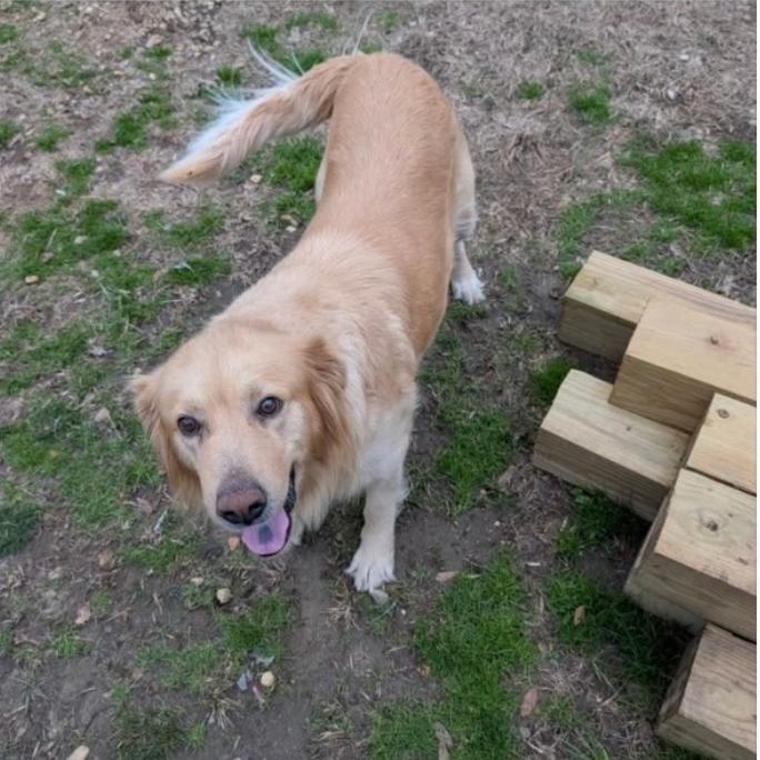 Knuckles, Adoptable, Puppy Male Golden Retriever & Mixed Breed.