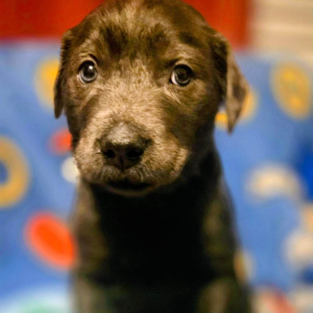 Enlarge Knuckles, a Adoptable mixed breed in Myrtle Beach, SC image 2/2