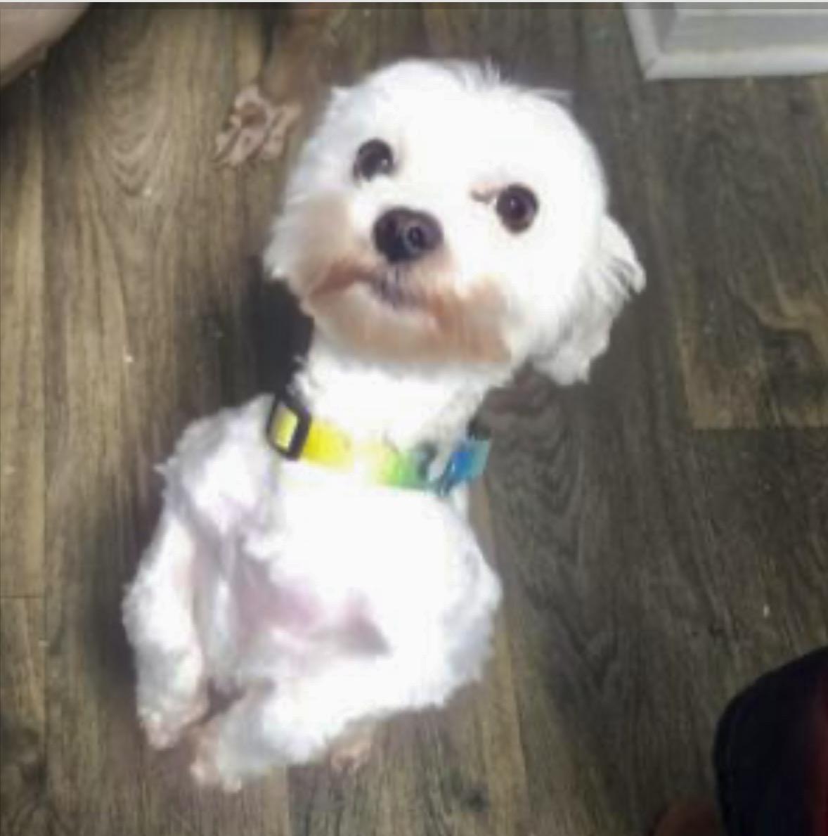 Enlarge Tytan, an adopted mixed breed in Chesapeake, VA image 1/1