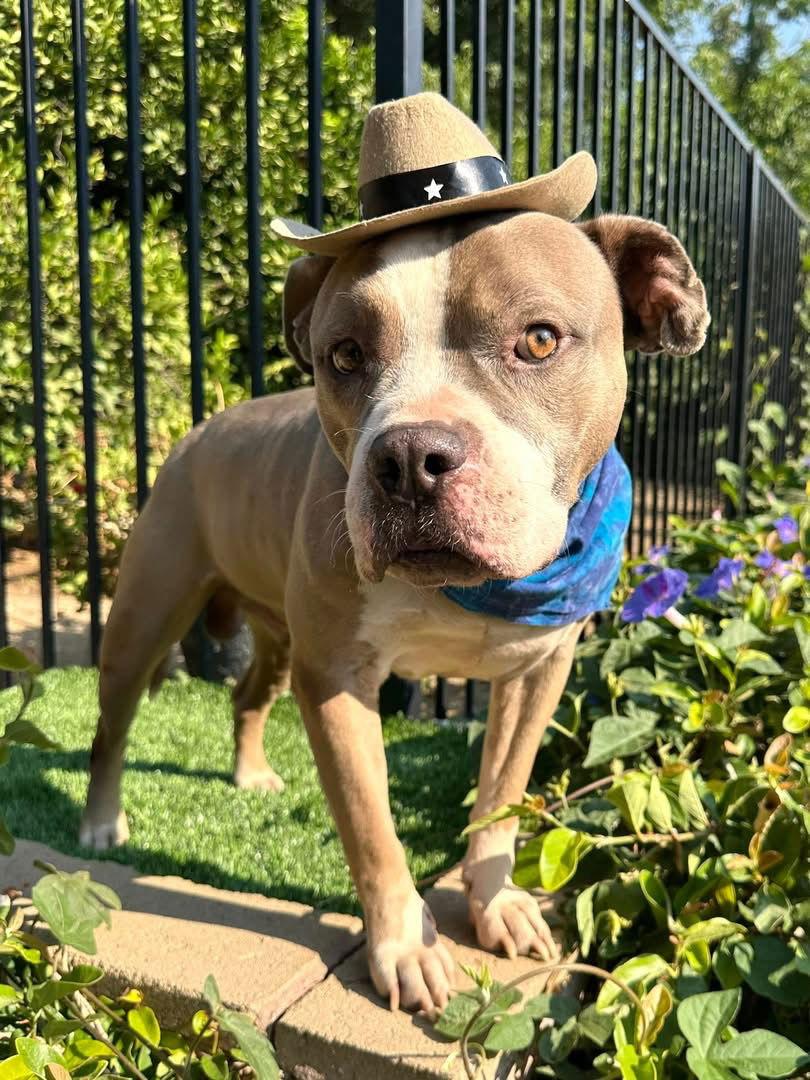 Kobe, Adoptable, Adult Male Pit Bull Terrier.