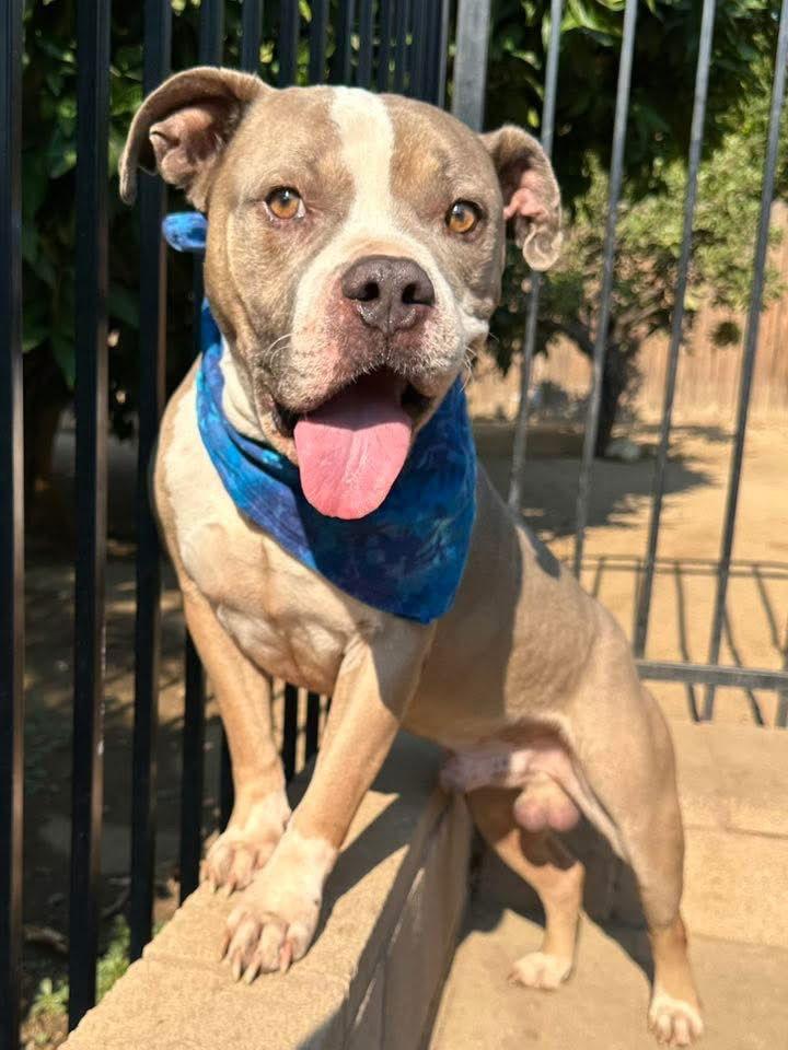 Kobe, a Adopted Pit Bull Terrier in Redlands, CA image 2/3