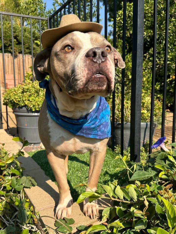 Kobe, a Adopted Pit Bull Terrier in Redlands, CA image 3/3