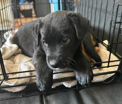 Enlarge Mister, a Adoptable Mixed Breed in Chino valley, AZ image 2/2
