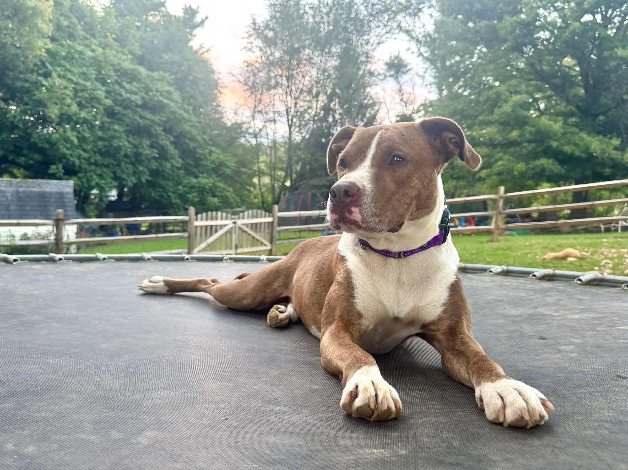 Enlarge Caesar, a Adoptable mixed breed in Jarrettsville, MD image 1/2