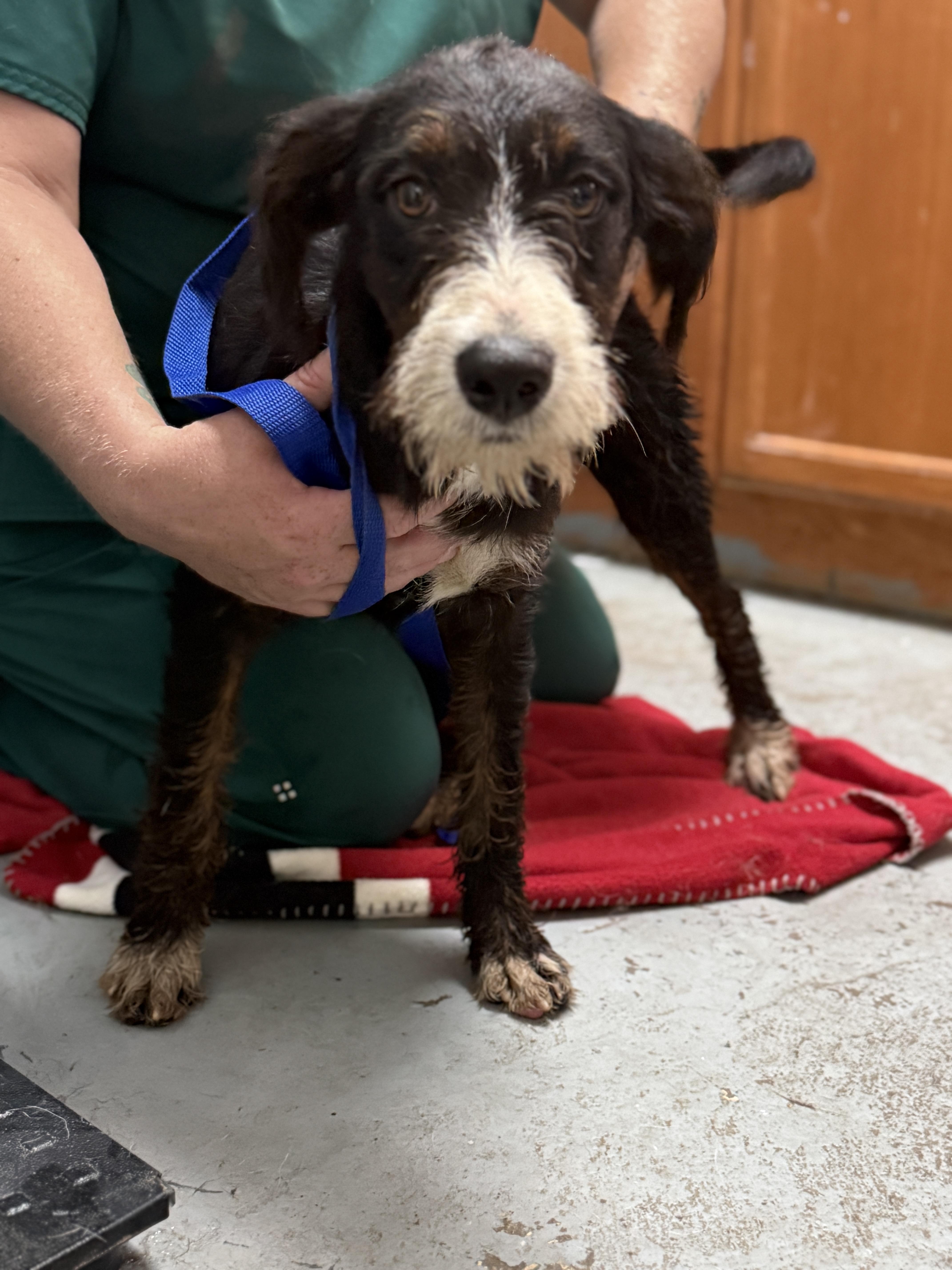 Darcy, Adopted, Young Female Standard Schnauzer.