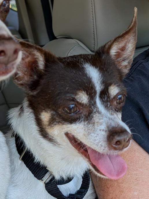 Bonnie, ADOPTABLE, Senior Female Rat Terrier.